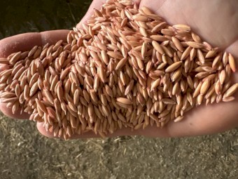 4mt Goldie Oats
