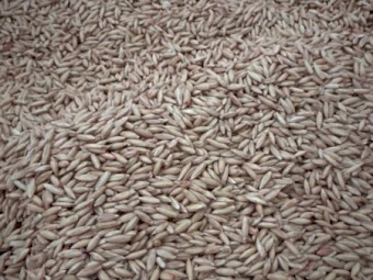 4mt Goldie Oats