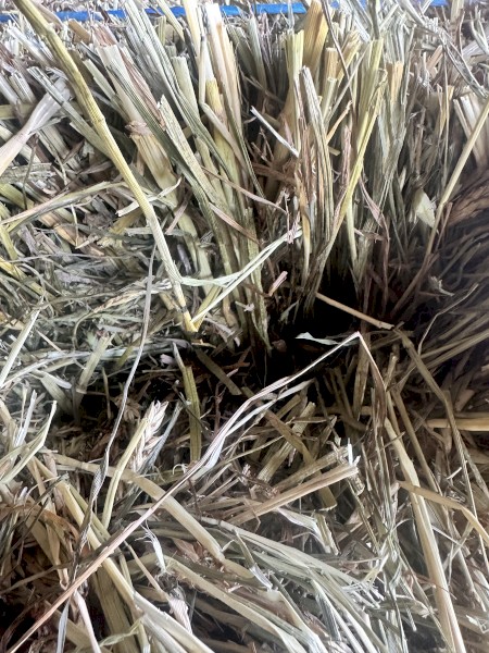 Hay moby barley rye and clover in bale baron packs