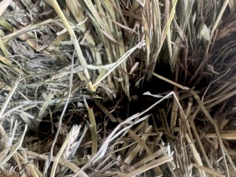 Hay moby barley rye and clover in bale baron packs