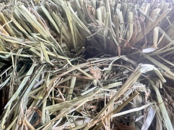 Hay moby barley rye and clover in bale baron packs
