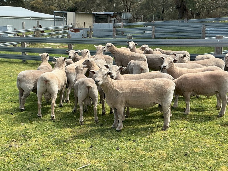 Southdown and Southdown x Charollais Rams