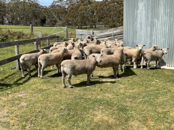 Southdown and Southdown x Charollais Rams