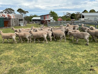 Southdown and Southdown x Charollais Rams