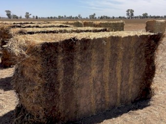 Oaten Hay Bottom bales