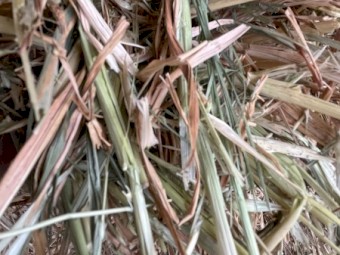 Oaten Hay