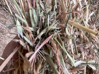 Oaten Hay