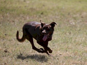 Registered Kelpie Pup