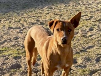 Registered Kelpie Pup