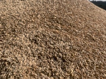 25mt Oats