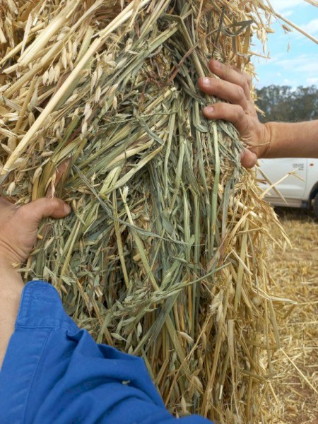150mt Oaten Hay 600kg 8x4x3 Bales