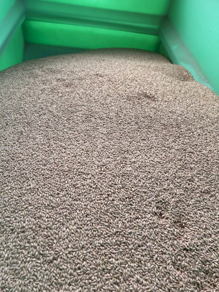 2mt Barley Seed