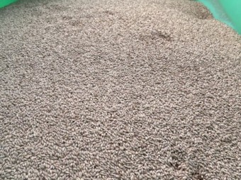 2mt Barley Seed