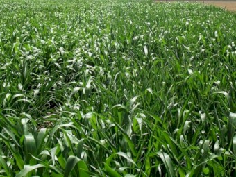 4000kg Forage Sorghum Seed