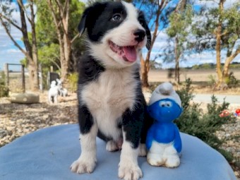 Purebred Border Collie Pups