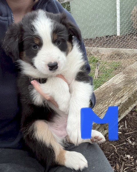 Border Collie Male pups 