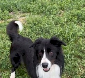 Border Collie Male pups 