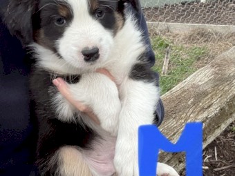 Border Collie Male pups 