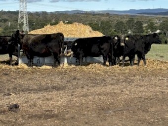 100 x Wheat Straw 8x4x3 Bales