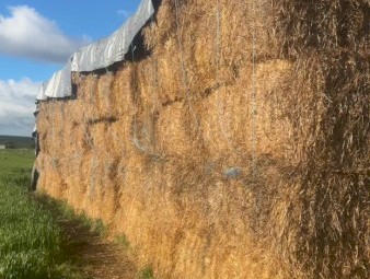 100 x Wheat Straw 8x4x3 Bales