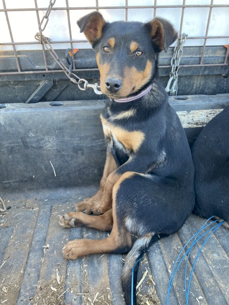 Female Kelpie