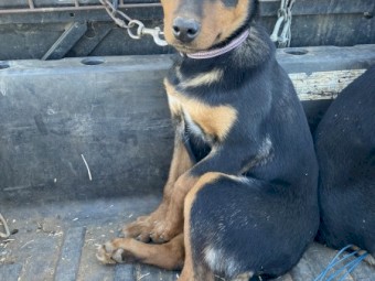 Female Kelpie