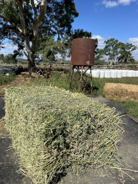 Lucerne A-Grade Small Bales