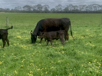 Lowline heifers with Wagyu x calves