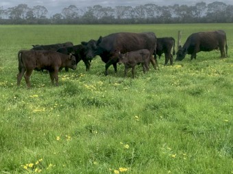 Lowline heifers with Wagyu x calves