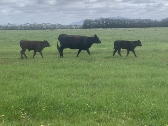 Lowline heifers with Wagyu x calves