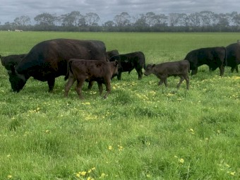 Lowline heifers with Wagyu x calves