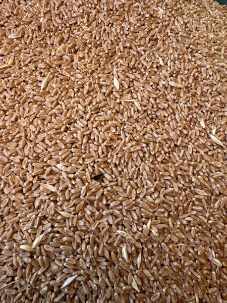 60mt High Protein Wheat