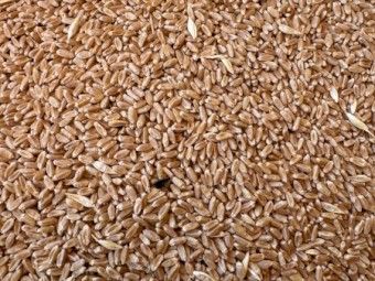 60mt High Protein Wheat