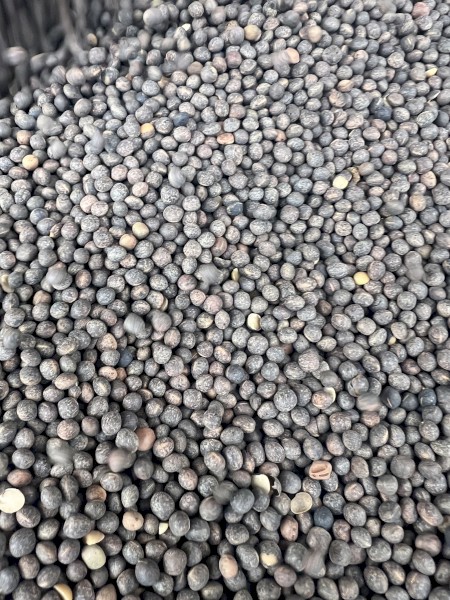 9mt Morava Vetch