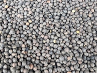 9mt Morava Vetch
