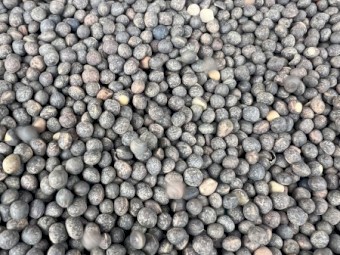 9mt Morava Vetch