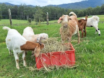 Wethers available