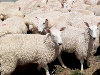 Border Leicester ram lambs
