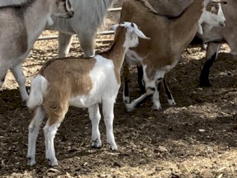 Rangeland weaner kid goats for sale.