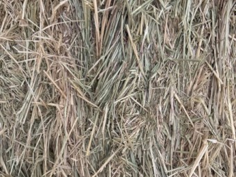 70mt Barley Hay 600kg 8x4x3 Bales