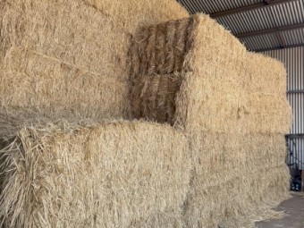70mt Barley Hay 600kg 8x4x3 Bales