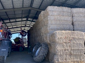 Clover Hay