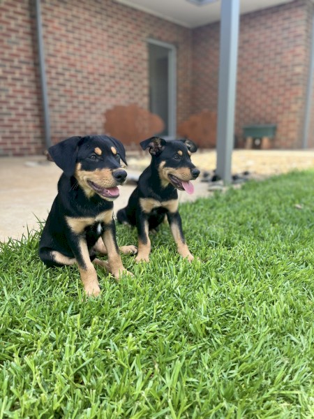 Kelpie Working Dogs