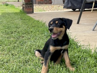 Kelpie Working Dogs