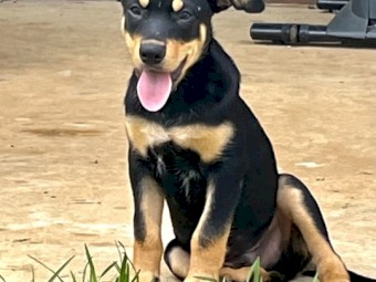 Kelpie Working Dogs