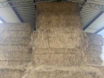 110mt Vetch/Oaten/Rye Hay 8x4x3 Bales