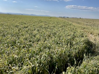1200 Beardless Barley Hay Small Squares