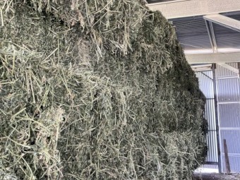 Fresh Prime Lucerne 