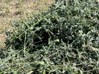 Fresh Prime Lucerne 