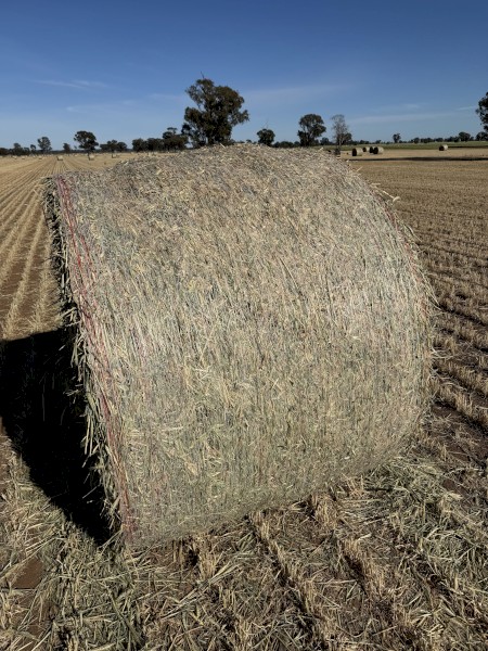Wheaten Hay Rolls